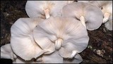 Lentinula boryana image