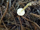 Clitocybe fragrans image