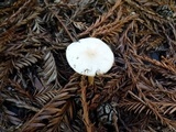 Clitocybe fragrans image