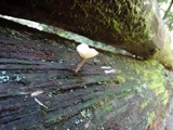 Lichenomphalia umbellifera image