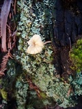 Lichenomphalia umbellifera image