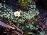 Lichenomphalia umbellifera image