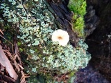 Lichenomphalia umbellifera image