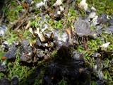 Peltigera membranacea image