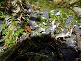 Peltigera membranacea image