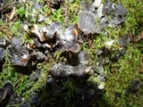 Peltigera membranacea image