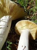 Russula albidula image