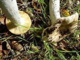 Russula albidula image