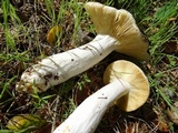 Russula albidula image