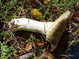 Russula albidula image