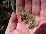 Usnea subfloridana image