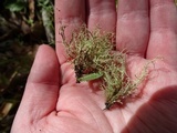 Usnea subfloridana image