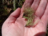 Usnea subfloridana image