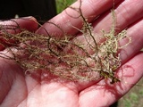Usnea dasaea image