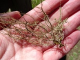 Usnea dasaea image