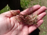 Usnea dasaea image