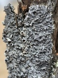 Punctelia bolliana image