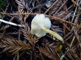 Clitocybe fragrans image