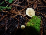 Clitocybe fragrans image
