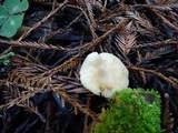 Clitocybe fragrans image