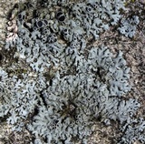 Physcia phaea image