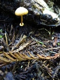Conocybe rugosa image