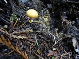 Conocybe rugosa image