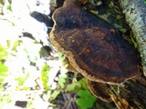 Rhodofomes cajanderi image