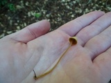 Conocybe aurea image