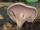 Panus conchatus image