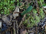 Microglossum viride image