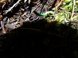 Microglossum viride image