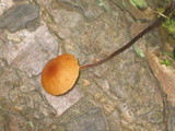 Rhizomarasmius pyrrhocephalus image