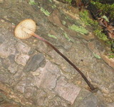 Rhizomarasmius pyrrhocephalus image
