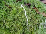 Mycena aciculata image