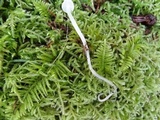 Mycena aciculata image