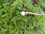 Mycena aciculata image