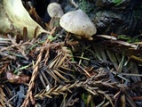 Inocybe cinnamomea image