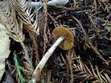 Inocybe cinnamomea image