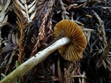 Inocybe cinnamomea image