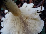 Ampulloclitocybe clavipes image