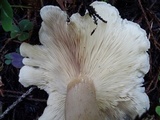 Ampulloclitocybe clavipes image