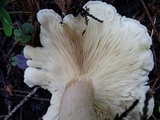 Ampulloclitocybe clavipes image
