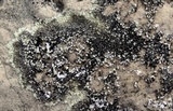 Lecanora muralis image