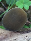Simocybe centunculus var. centunculus image