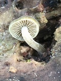 Simocybe centunculus var. centunculus image