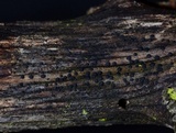 Patellaria atrata image