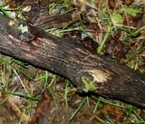 Patellaria atrata image