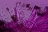Patellaria atrata image