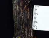 Patellaria atrata image